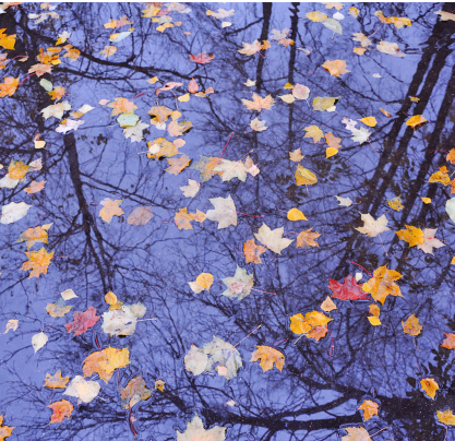 Leaves on water
